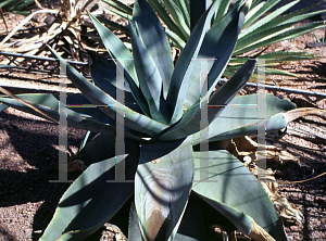 Picture of Agave guiengola 