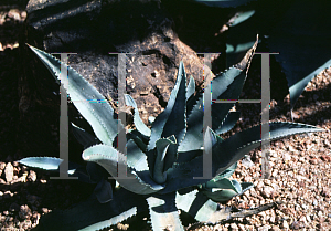 Picture of Agave gypsophila 