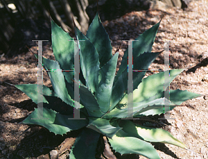 Picture of Agave hurteri 