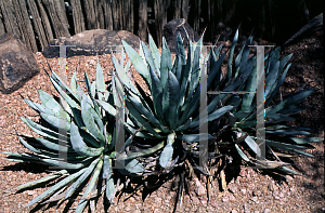 Picture of Agave macroacantha 
