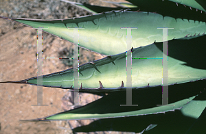 Picture of Agave macroculmis 