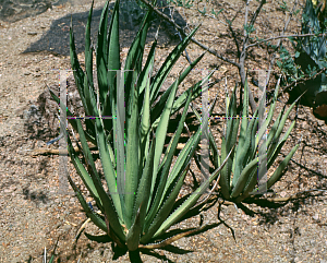 Picture of Agave maximiliana var. katherinae 