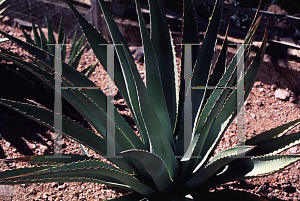 Picture of Agave utahensis x mckelveyana 