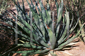 Picture of Agave morani '~Species'