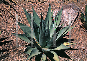 Picture of Agave neomexicana '~Species'