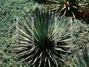 Picture of Agave ocahui '~Species'