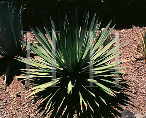 Picture of Agave ocahui 