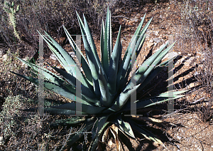 Picture of Agave palmeri '~Species'
