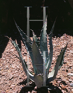 Picture of Agave sobria '~Species'