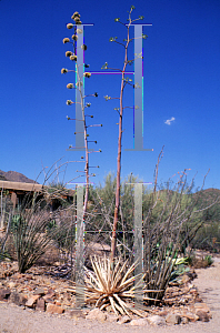 Picture of Agave schottii 