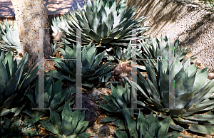 Picture of Agave parryi  var. huachucensis 