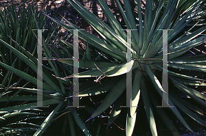 Picture of Agave pelona 