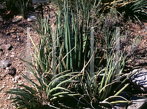 Picture of Agave schottii var. treleasei 