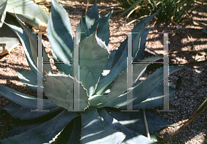 Picture of Agave seemanniana 