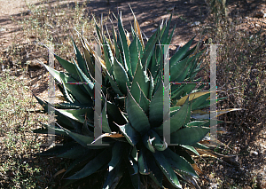 Picture of Agave shawii ssp. goldmaniana '~Species'
