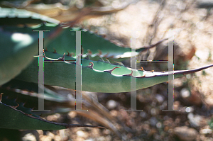 Picture of Agave shawii ssp. goldmaniana 