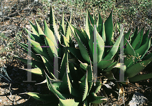 Picture of Agave shawii ssp. shawii 