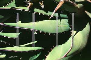 Picture of Agave shawii ssp. shawii 