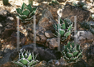 Picture of Agave titanota 