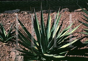 Picture of Agave utahensis ssp. kaibabensis 