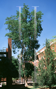 Picture of Albizia sinaloensis 