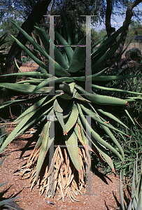 Picture of Aloe ferox '~Species'