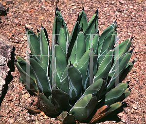 Picture of Agave victoriae-reginae 