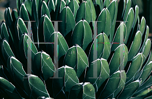 Picture of Agave victoriae-reginae 