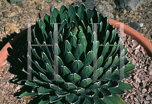 Picture of Agave victoriae-reginae 