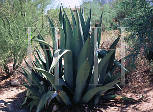 Picture of Agave weberi 