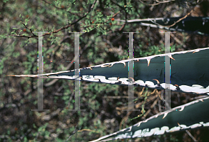 Picture of Agave zebra 