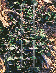 Picture of Ajuga reptans 'Purpurea'