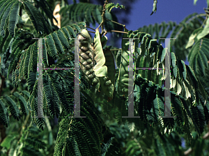 Picture of Albizia julibrissin 