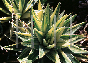 Picture of Aloe brevifolia 'Variegata'