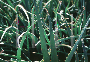 Picture of Aloe camperi '~Species'