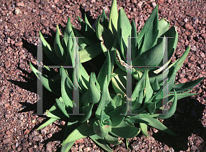 Picture of Aloe deltoideodonta 