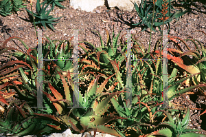 Picture of Aloe dorotheae 