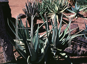 Picture of Aloe esculenta 