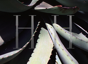 Picture of Aloe ferox 