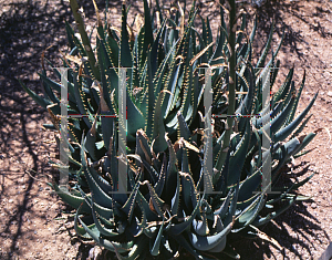 Picture of Aloe glauca '~Species'