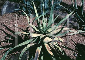 Picture of Aloe khamiesensis 