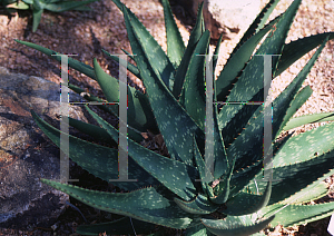 Picture of Aloe longibracteata 