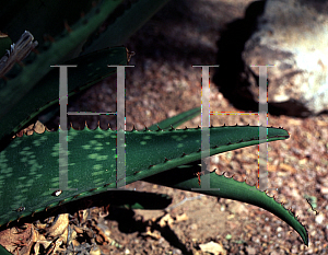 Picture of Aloe longibracteata 