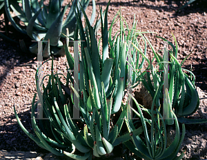 Picture of Aloe mutabilis 