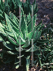 Picture of Aloe nobilis 