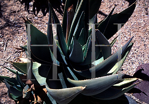 Picture of Aloe striata 