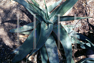 Picture of Aloe striata 