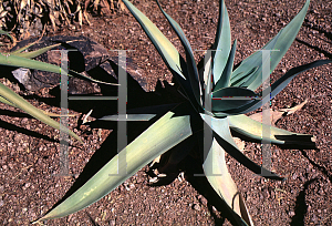 Picture of Aloe striata 