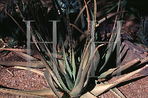 Picture of Aloe trichosantha 