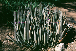 Picture of Aloe vera 